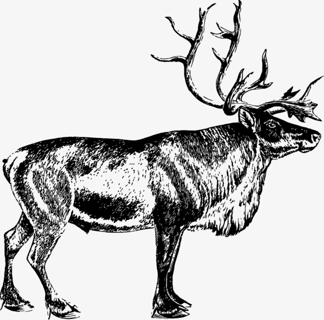 650x642 Sketch Old Elk, Hand Painted, Old Deer, Black Png And Vector For - Elk Sketch