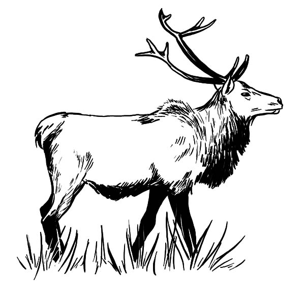 600x600 Sketch Of An Elk Coloring Pages - Elk Sketch