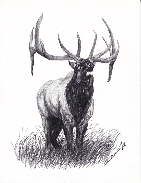 570x742 Drawn Hunting Elk Antler - Elk Sketch