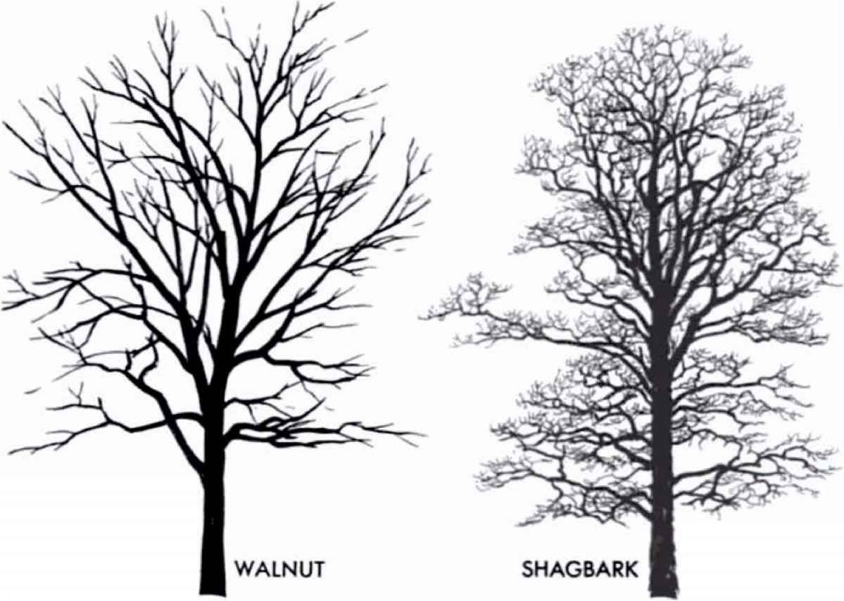 1199x854 Elm Tree Silhouette Warrior Tree Silhouette - Elm Tree Sketch