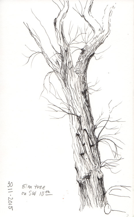 465x750 Elm Tree Sketch Janene Walkky - Elm Tree Sketch