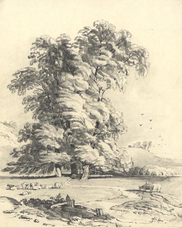 719x900 Frances Mary Perring, Study Of The Elm Tree - Elm Tree Sketch