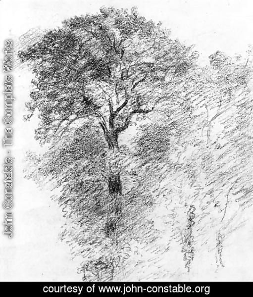 511x600 John Constable - Elm Tree Sketch