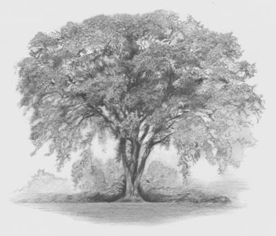 Elm Tree Sketch at PaintingValley.com | Explore collection of Elm Tree ...