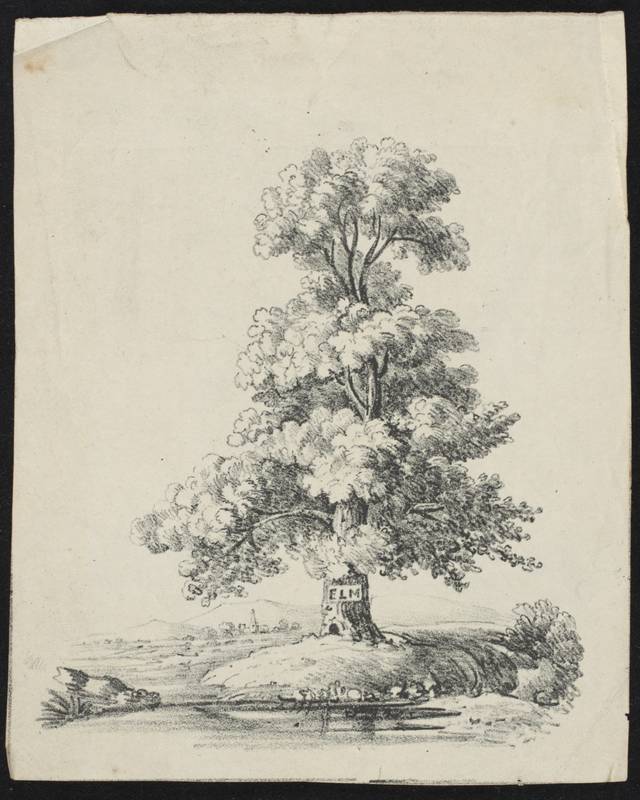 640x800 National Museum Of Australia - Elm Tree Sketch