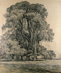 251x300 Old Oak Tree Drawings Fine Art America - Elm Tree Sketch