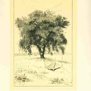 320x320 The Elm Tree, Six Tees (1903). Download Scientific Diagram - Elm Tree Sketch