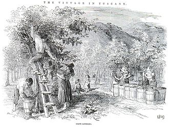 330x249 The Elm And The Vine - Elm Tree Sketch