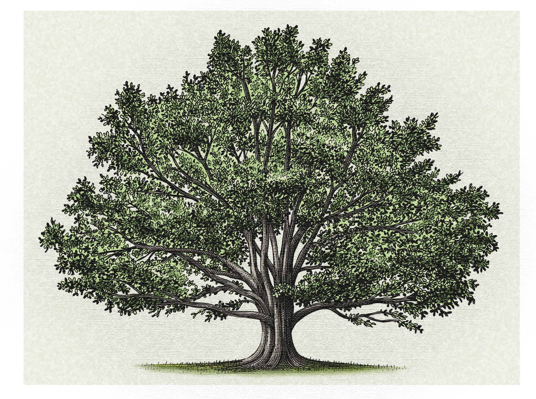 Elm Tree Sketch at Explore collection of Elm Tree