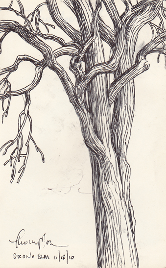 339x547 Tracie Thompson, Artist Morning With Coffee And Tree Sketches - Elm Tree Sketch