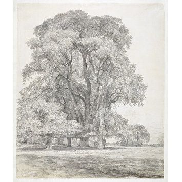 355x355 Elm Tree Old - Elm Tree Sketch