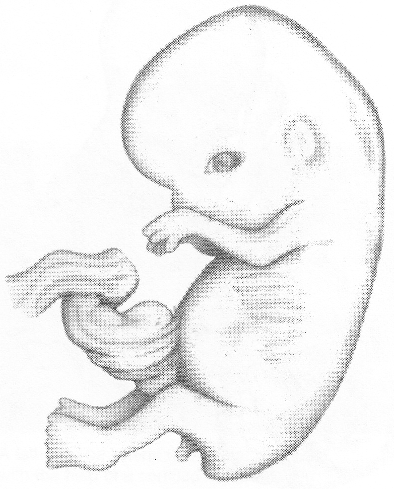 Embryo Sketch at Explore collection of Embryo Sketch