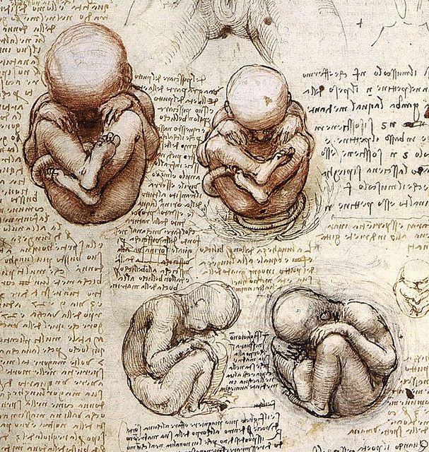 607x640 Fetus Art Amp Artists Leonardo Da Vinci, Da Vinci - Embryo Sketch