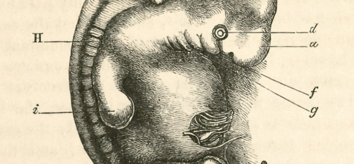 690x320 Genetic Choreography Of The Developing Human Embryo Dna Science Blog - Embryo Sketch