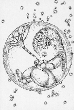 249x369 Ink Drawing - Embryo Sketch