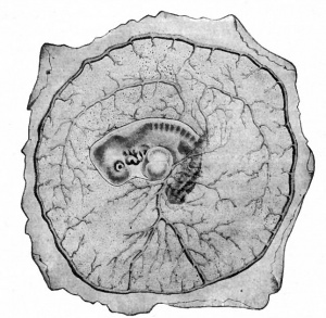 300x293 Rabbit Development - Embryo Sketch