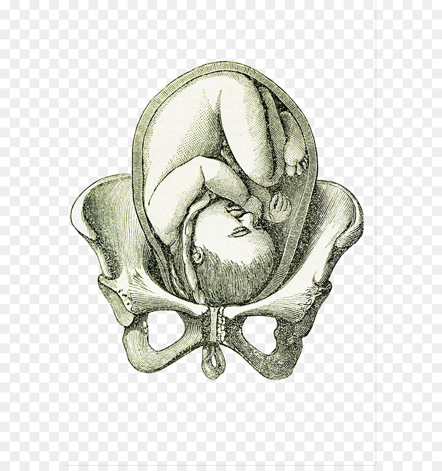 900x960 Uterus Fetus Pelvis Pregnancy - Embryo Sketch