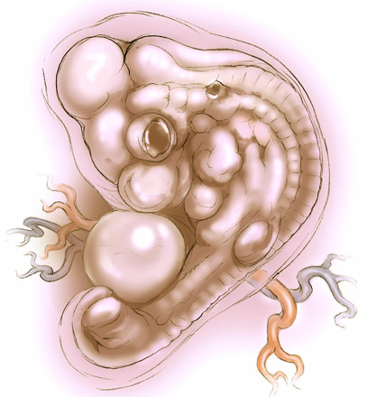 407x440 Chick Embryo Drawing Sketch Image Illustration - Embryo Sketch