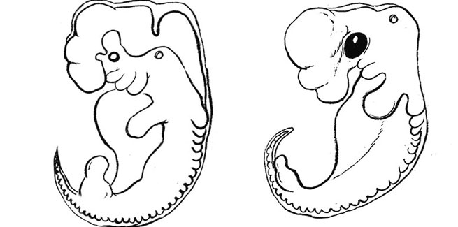 655x325 Human Chicken Embryo Sketch Fifteeneightyfour Cambridge - Embryo Sketch