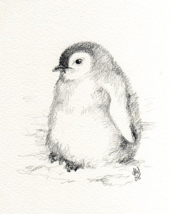 570x720 Emperor Penguin Chick - Emperor Penguin Sketch