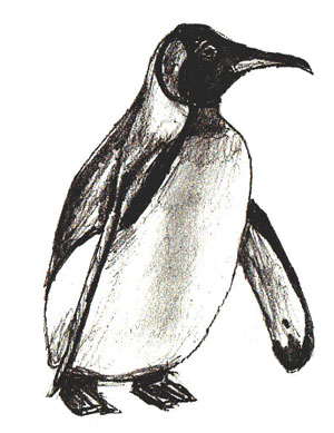 300x389 How To Draw A Penguin - Emperor Penguin Sketch