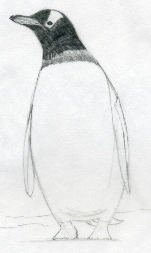 518x867 How To Draw A Penguin - Emperor Penguin Sketch