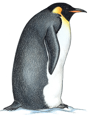 300x400 Penguins - Emperor Penguin Sketch