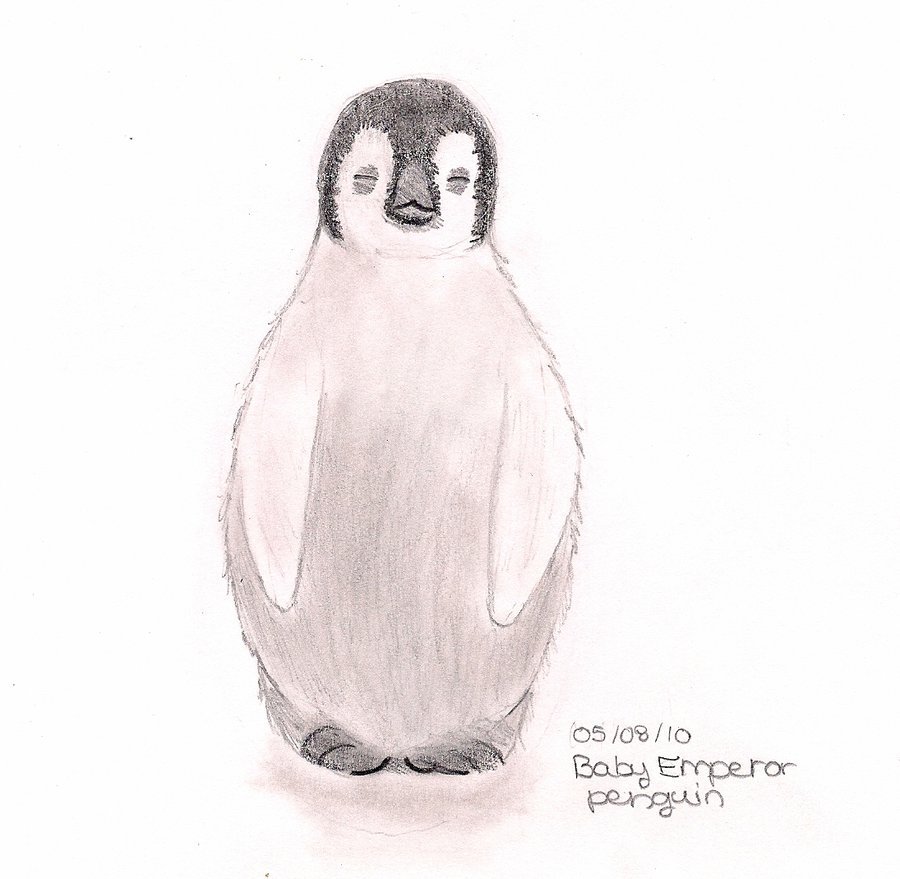 Emperor Penguin Sketch at PaintingValley.com | Explore collection of ...