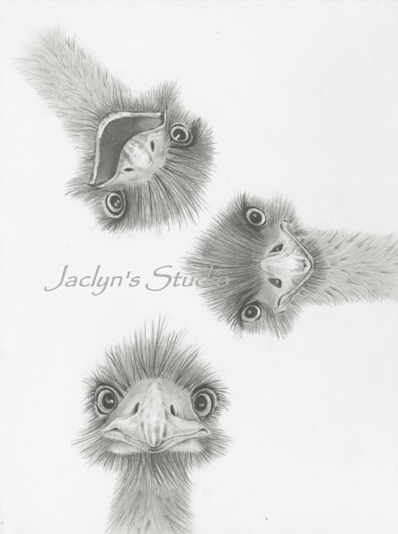 570x765 Emu Art Emu Drawing Emu Pencil Drawing Rough Day On Etsy - Emu Sketch
