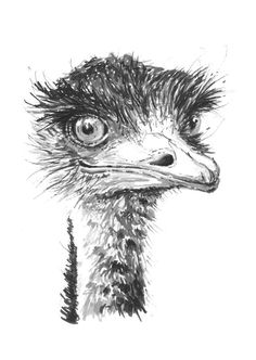 236x332 Emu Attitude - Emu Sketch