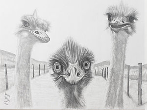300x225 Emu Gossip Drawing By Laura Dallas - Emu Sketch