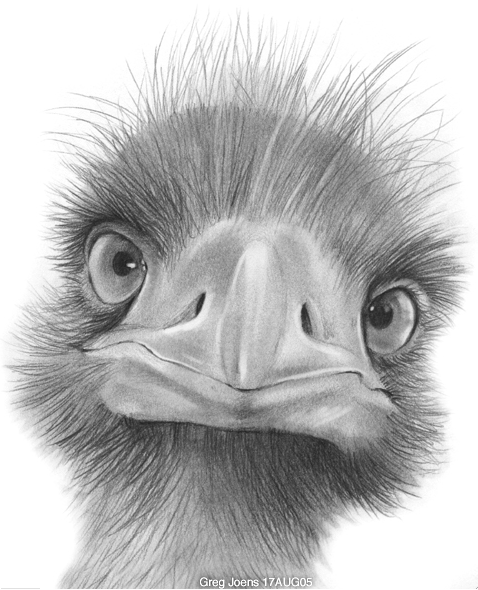 478x590 Emu By On @ Animals In - Emu Sketch