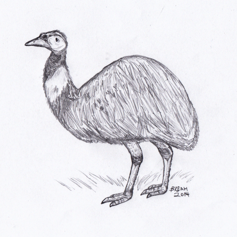 480x480 Emu Sketch Art By Breah - Emu Sketch