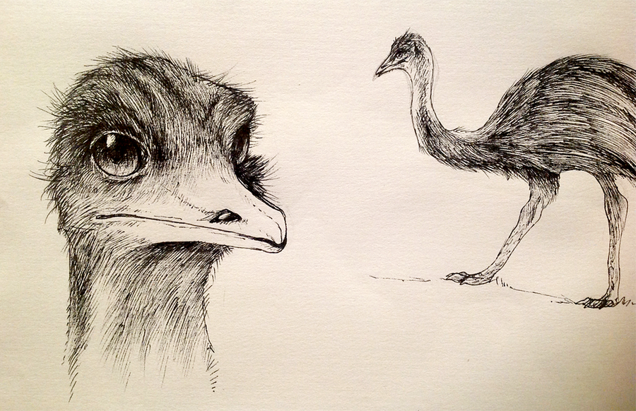 900x582 Emu Sketches By The Nutkase Favorites - Emu Sketch
