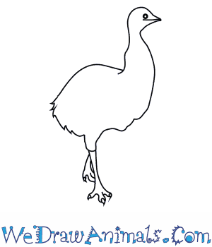 300x350 How To Draw An Emu - Emu Sketch