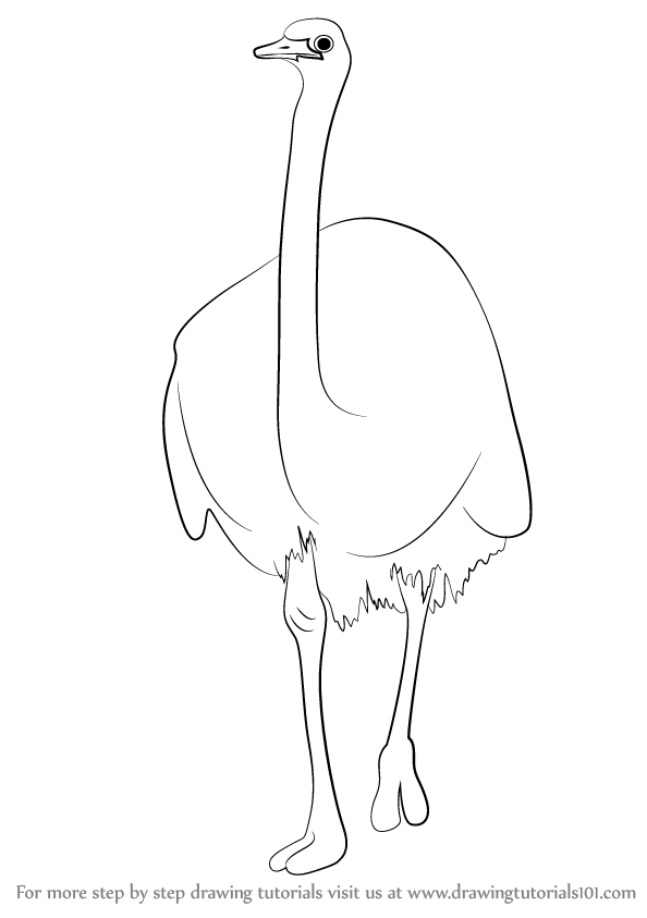 594x843 Learn How To Draw A Emu (Farm Animals) Step By Step Drawing - Emu Sketch