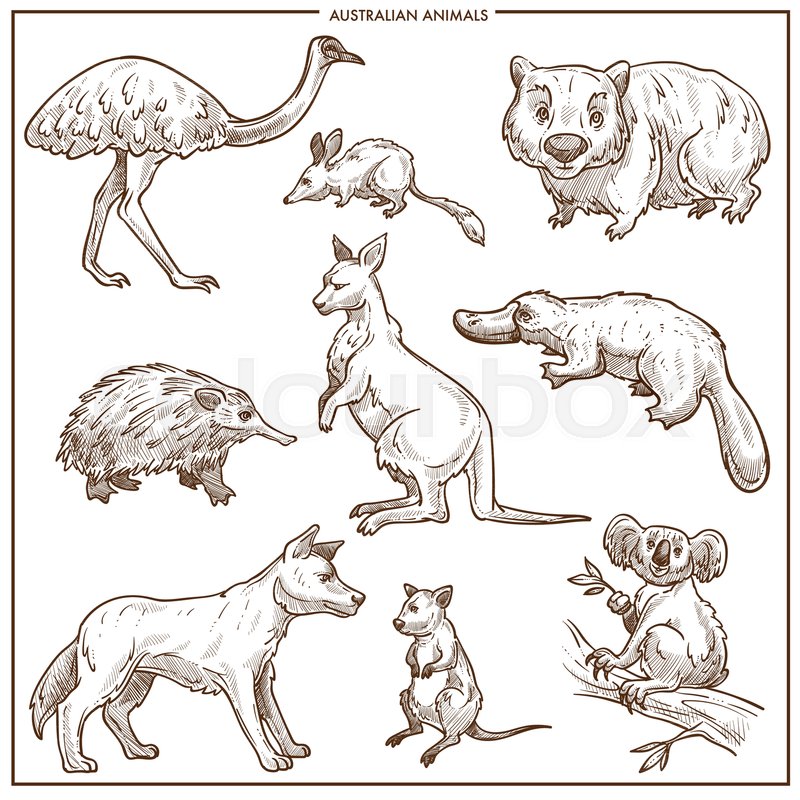 800x800 Australian Animals And Birds Sketch. Vector Isolated Emu Ostrich - Emu Sketch