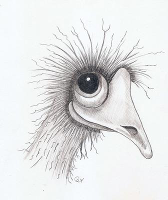 336x400 My First Emu - Emu Sketch