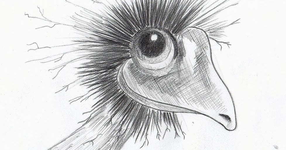 978x514 Weekly Doodles And Tuts Drawspace Lesson N04 How To Draw A - Emu Sketch