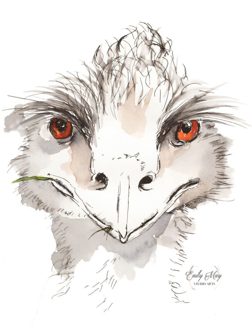 825x1074 Who Emu Emily May Studio Arts - Emu Sketch