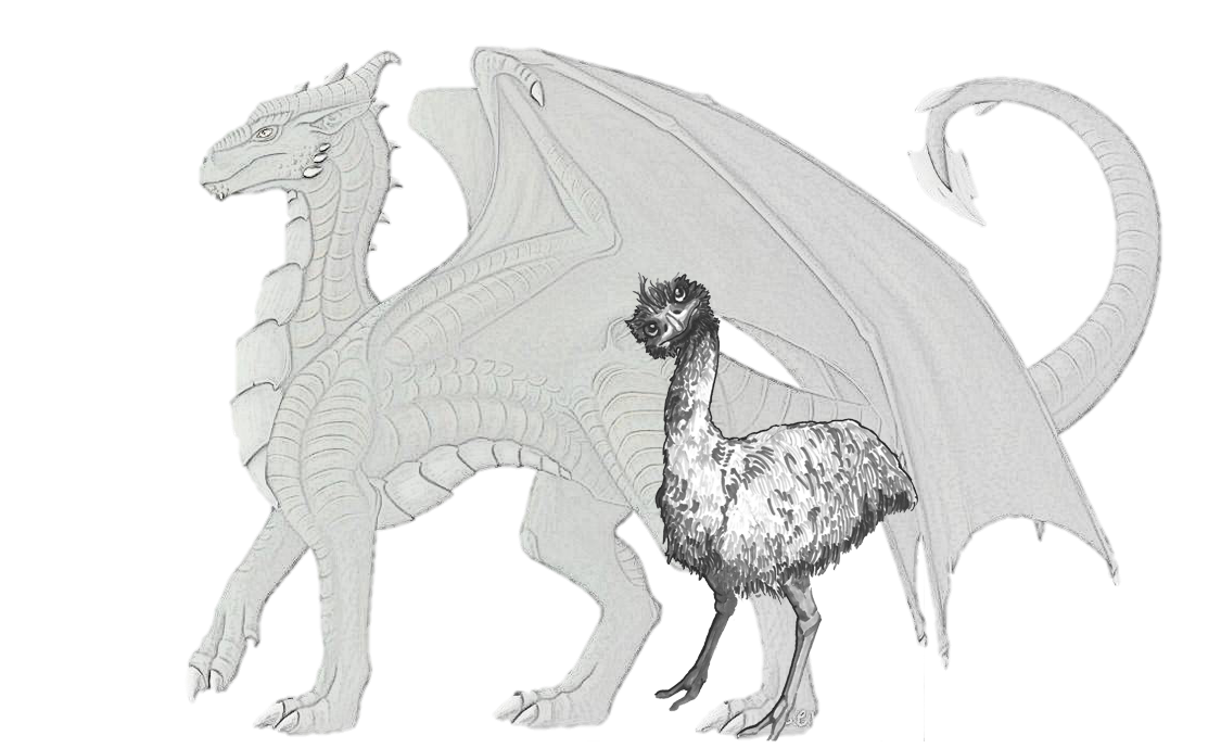 1125x689 Wildlife Fauna Line Art Extinction Sketch - Emu Sketch