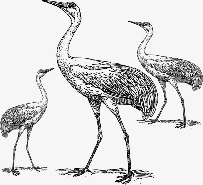 650x592 Birds Sketch, Emu, Ostrich, Pencil Drawing Png Image And Clipart - Emu Sketch
