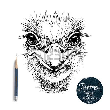 450x450 Collection Of Free Emew Clipart Sketch. Download On Ubisafe - Emu Sketch