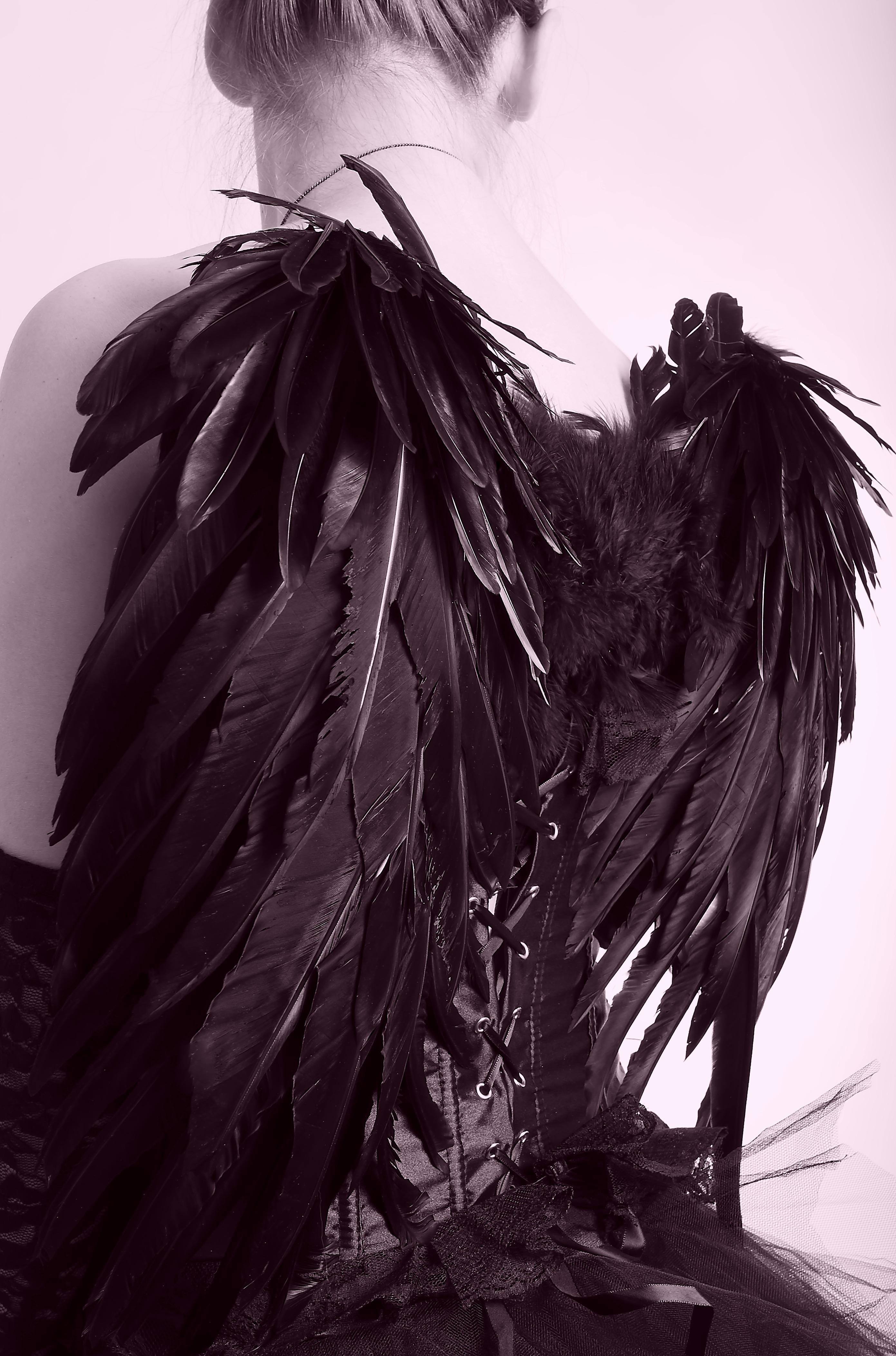2782x4210 Free Images Bird, Wing, Black And White, Feather, Material - Engel Sketch