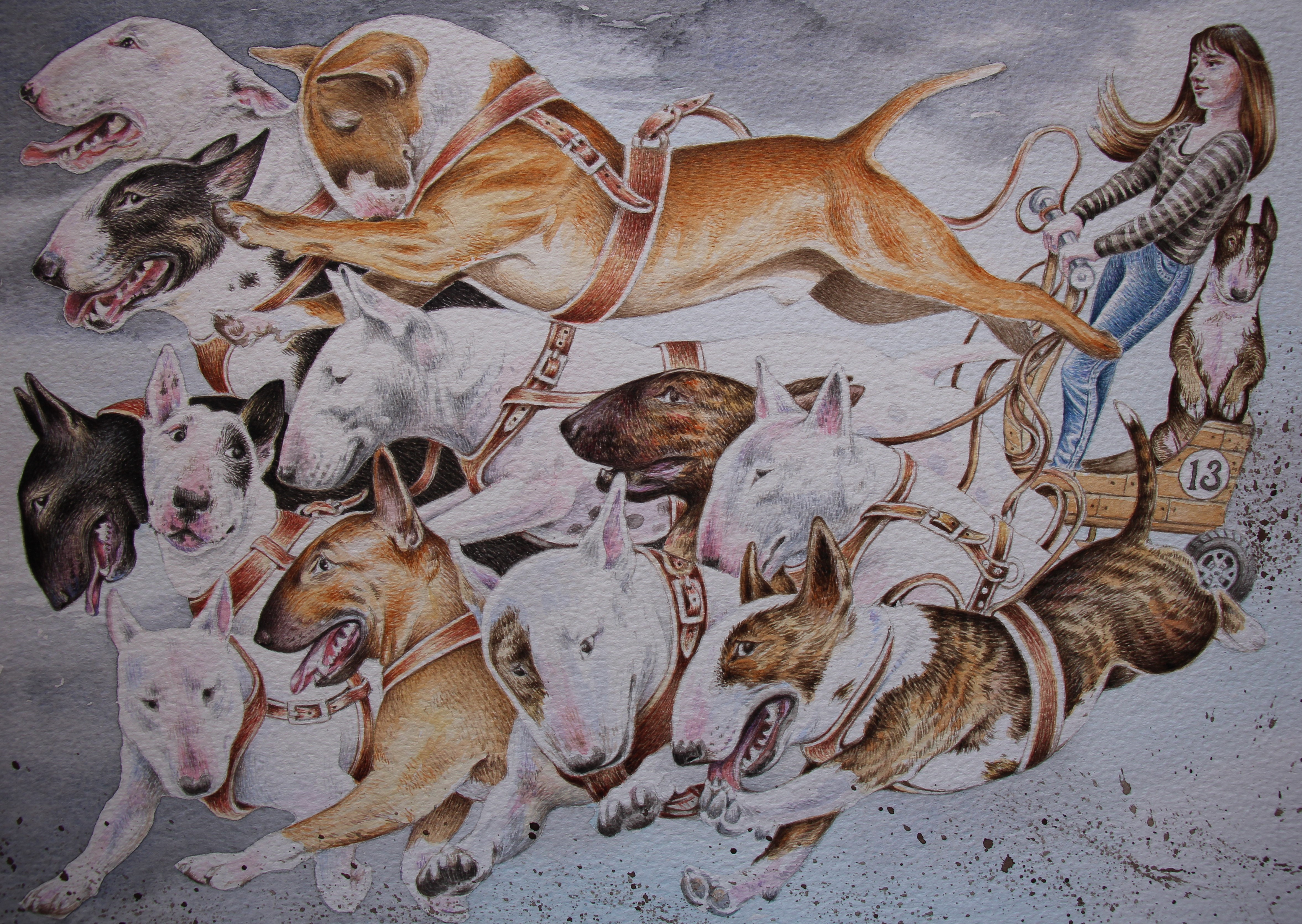 4709x3343 English Bull Terrier Lucy Everitt Illustration - English Bull Terrier Sketch