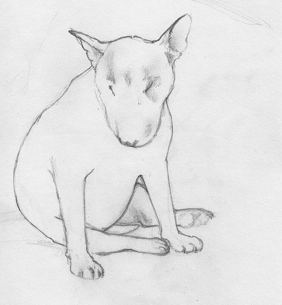 570x615 English Bull Terrier Line Drawing - English Bull Terrier Sketch