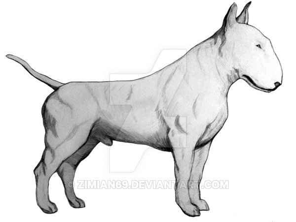 600x451 English Bull Terrier By Zimian69 - English Bull Terrier Sketch