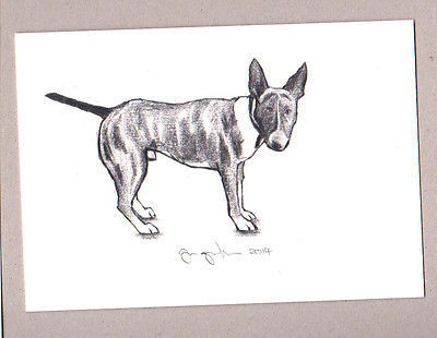 English Bull Terrier Sketch at PaintingValley.com | Explore collection ...