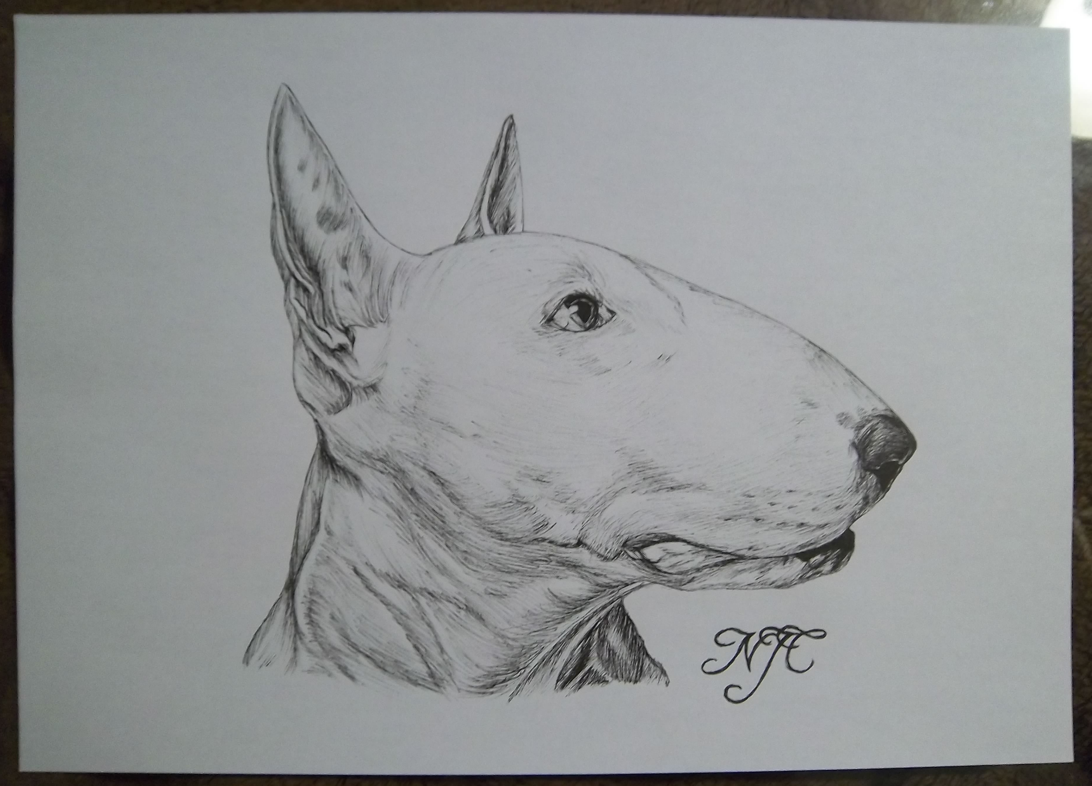 3720x2680 English Bull Terrier Pen Sketch Landn83 Foundmyself - English Bull Terrier Sketch