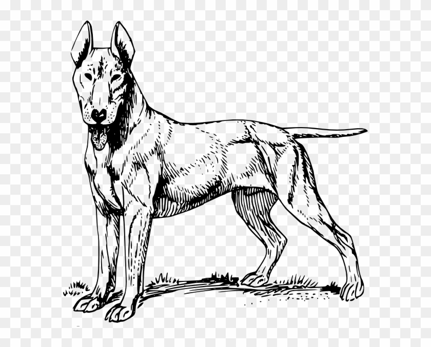 840x677 Free Vector Bull Terrier Clip Art - English Bull Terrier Sketch